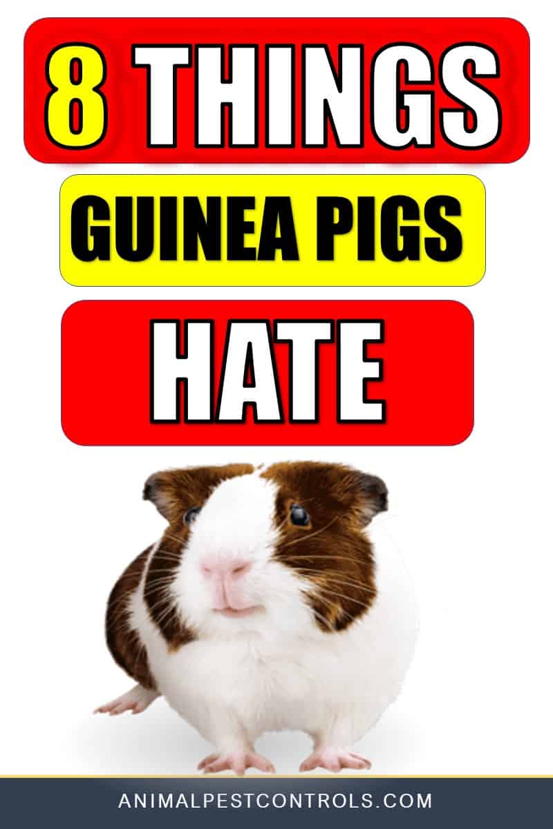 Tips For Guinea Pigs That Hate Flaxseed