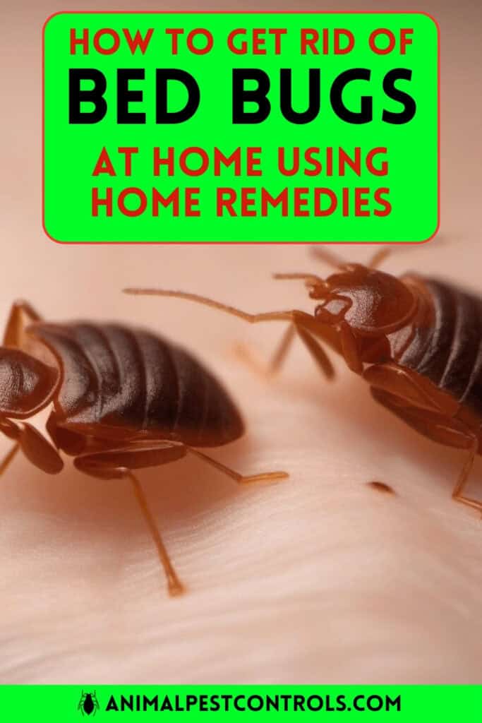 bedbug remedies