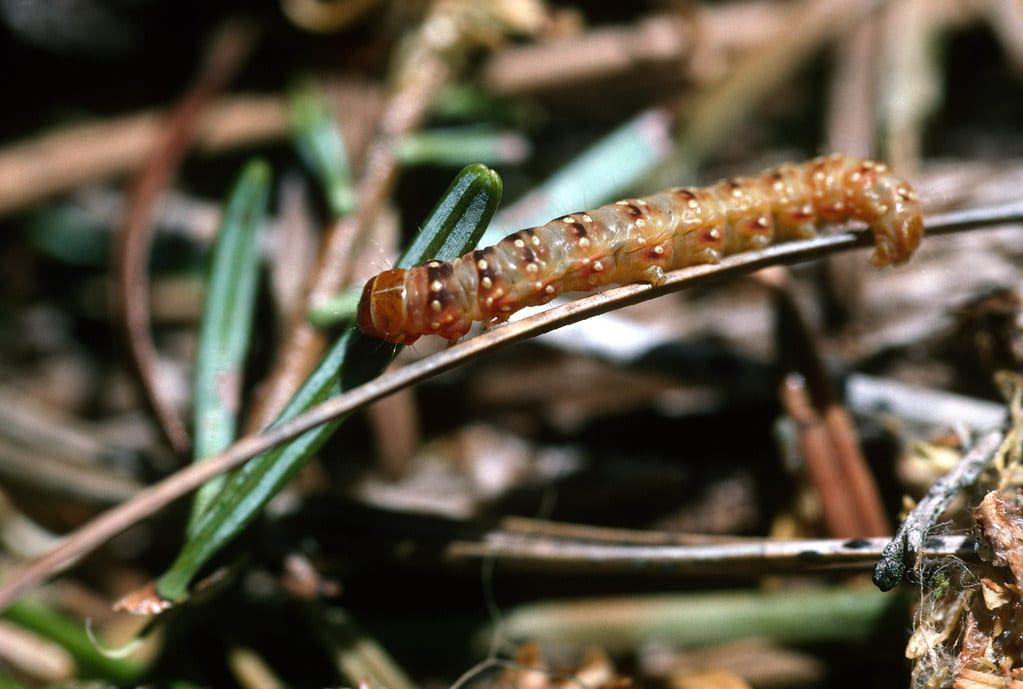 get rid of budworms