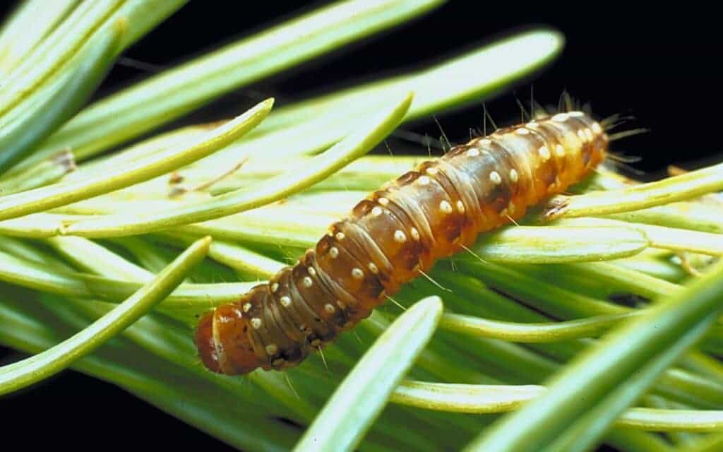 repel budworms