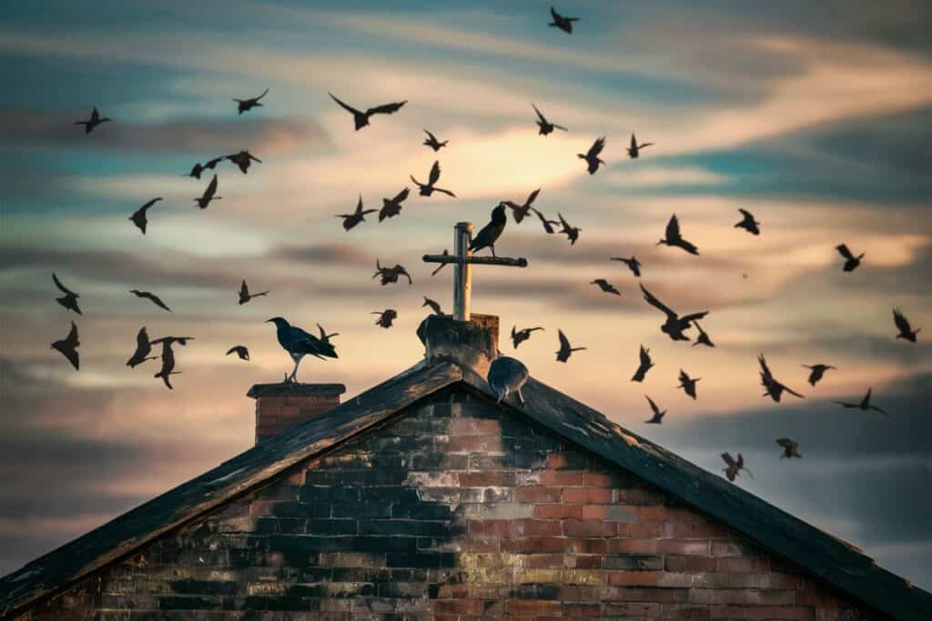 how to get rid of crows on a roof